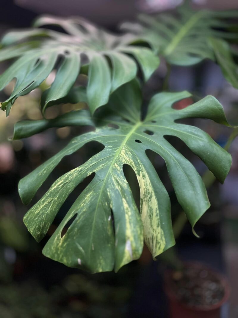 Monstera variegata aurea sport z nasion XL