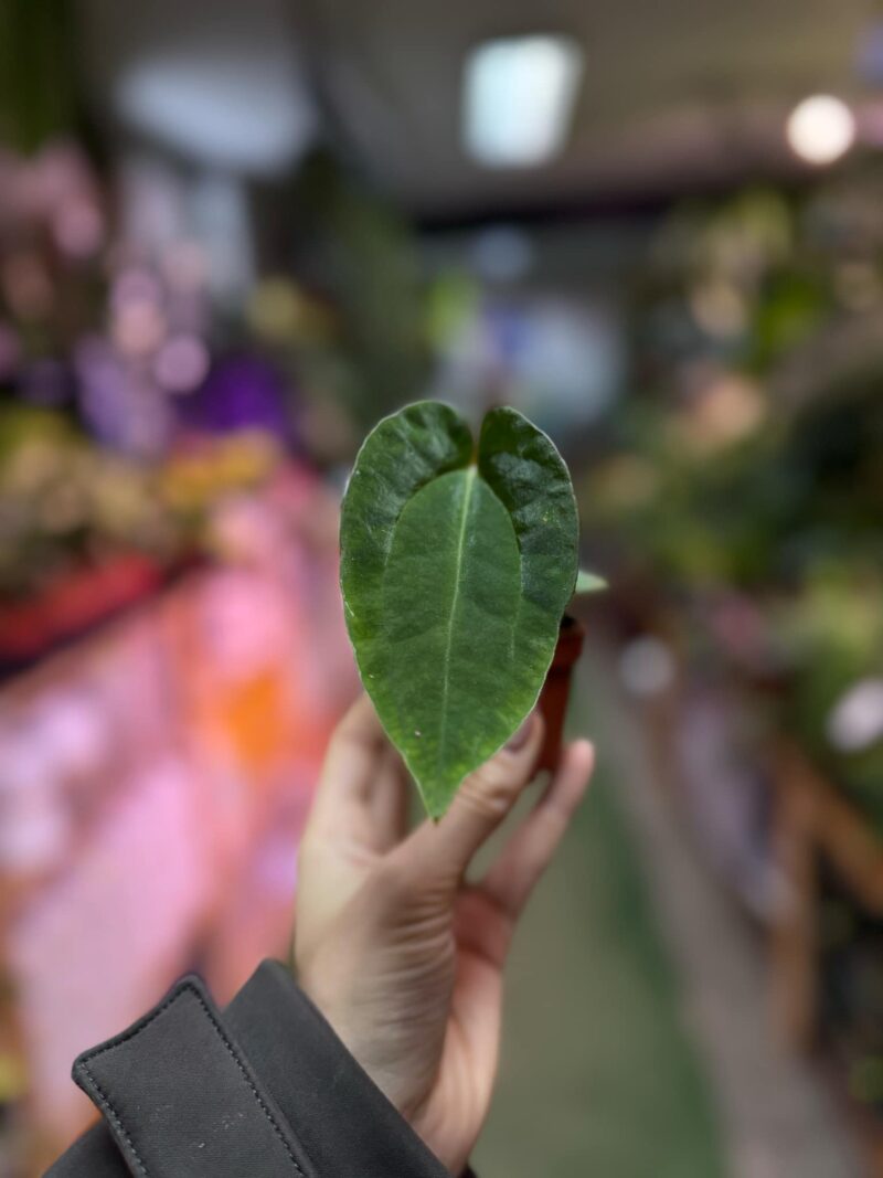Anthurium magnificum x Dark Phoenix