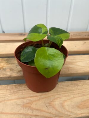 Pilea peperomioides variegata