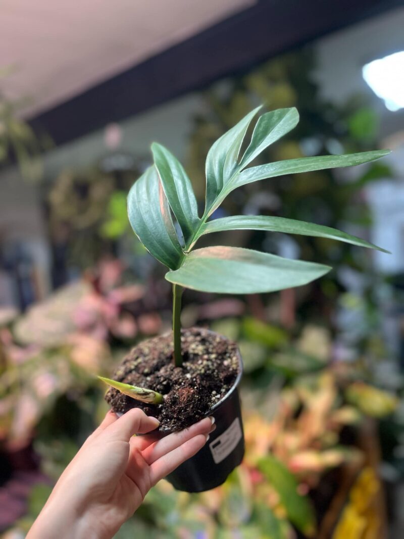 Rhaphidophora decursiva