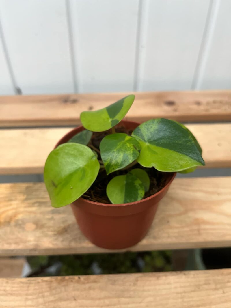 Pilea peperomioides variegata