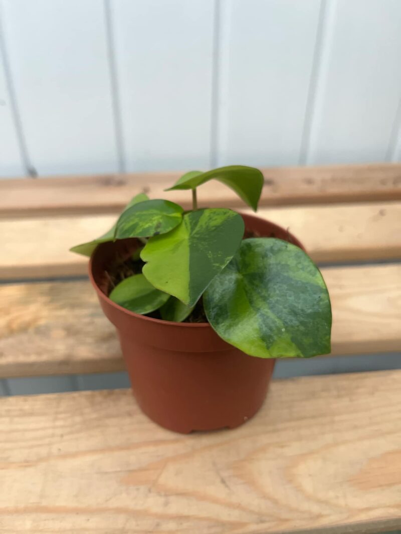 Pilea peperomioides variegata
