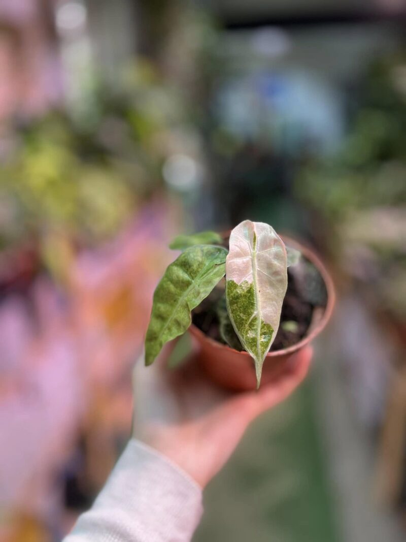 Alocasia Polly Variegata