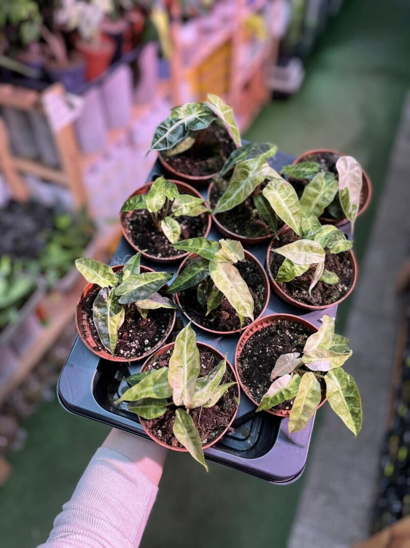 Alocasia Polly Variegata