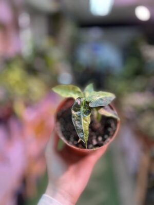 Alocasia Polly Variegata
