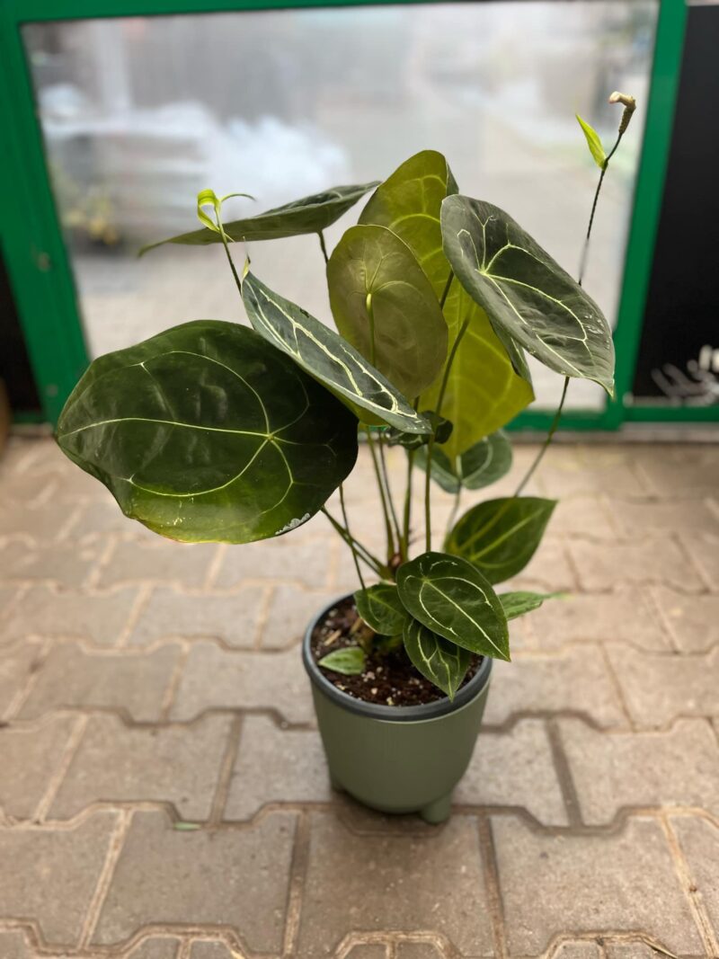 Anthurium Forgetii