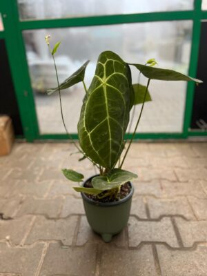 Anthurium Forgetii