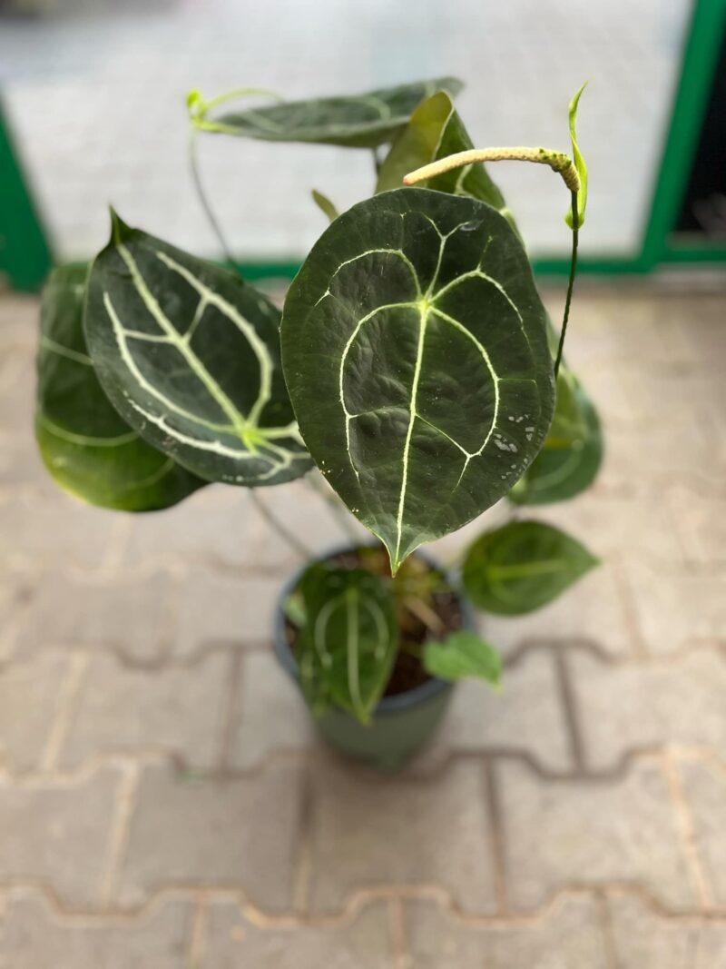 Anthurium Forgetii