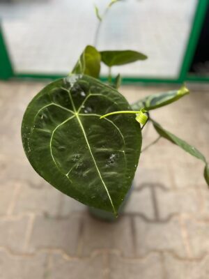 Anthurium Forgetii