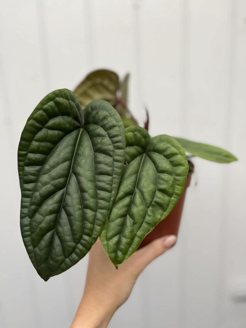 Anthurium Luxurians x Radicans