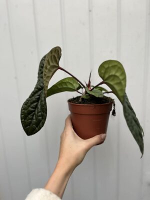 Anthurium Luxurians x Radicans