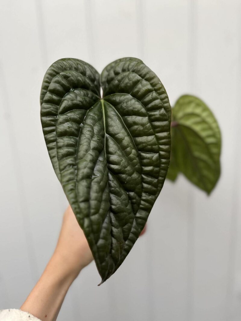 Anthurium Luxurians x Radicans