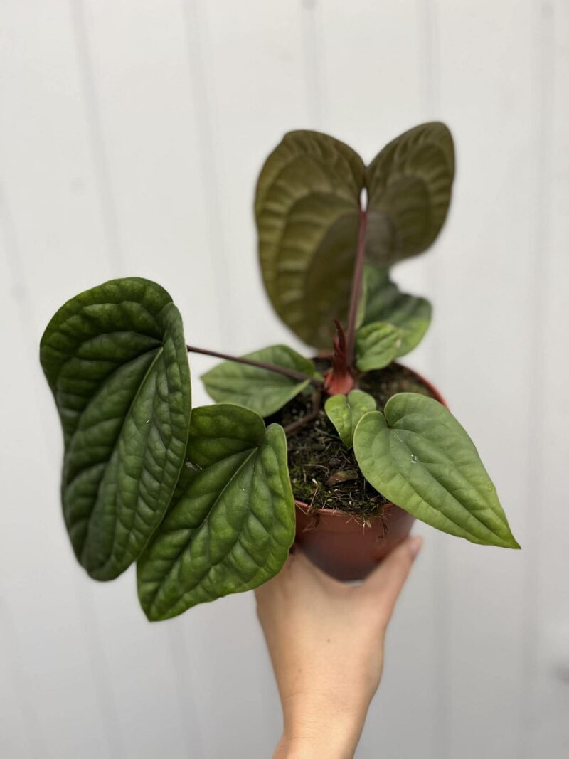 Anthurium Luxurians x Radicans