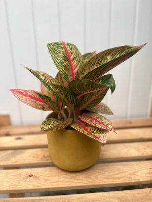 Aglaonema Romance Red