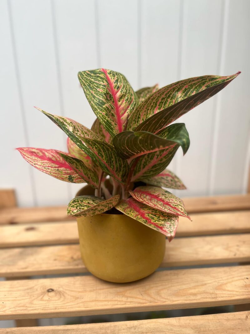 Aglaonema Romance Red