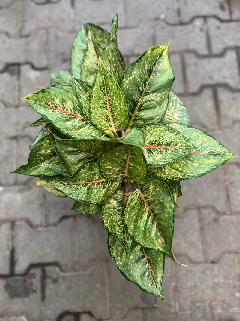 Aglaonema Pistachio Pink Aglaonema Pistachio Pink