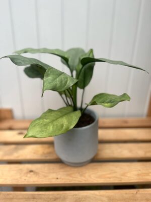 Aglaonema Grey