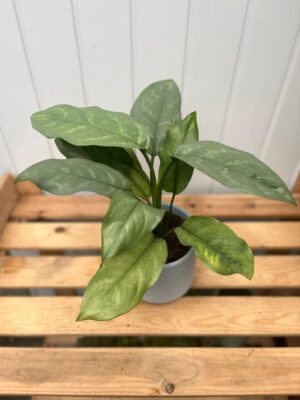 Aglaonema Grey