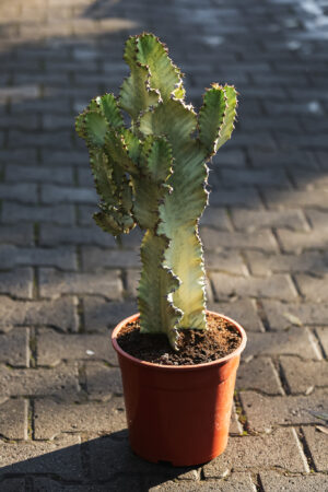 Euphorbia ingens ‘Variegata’
