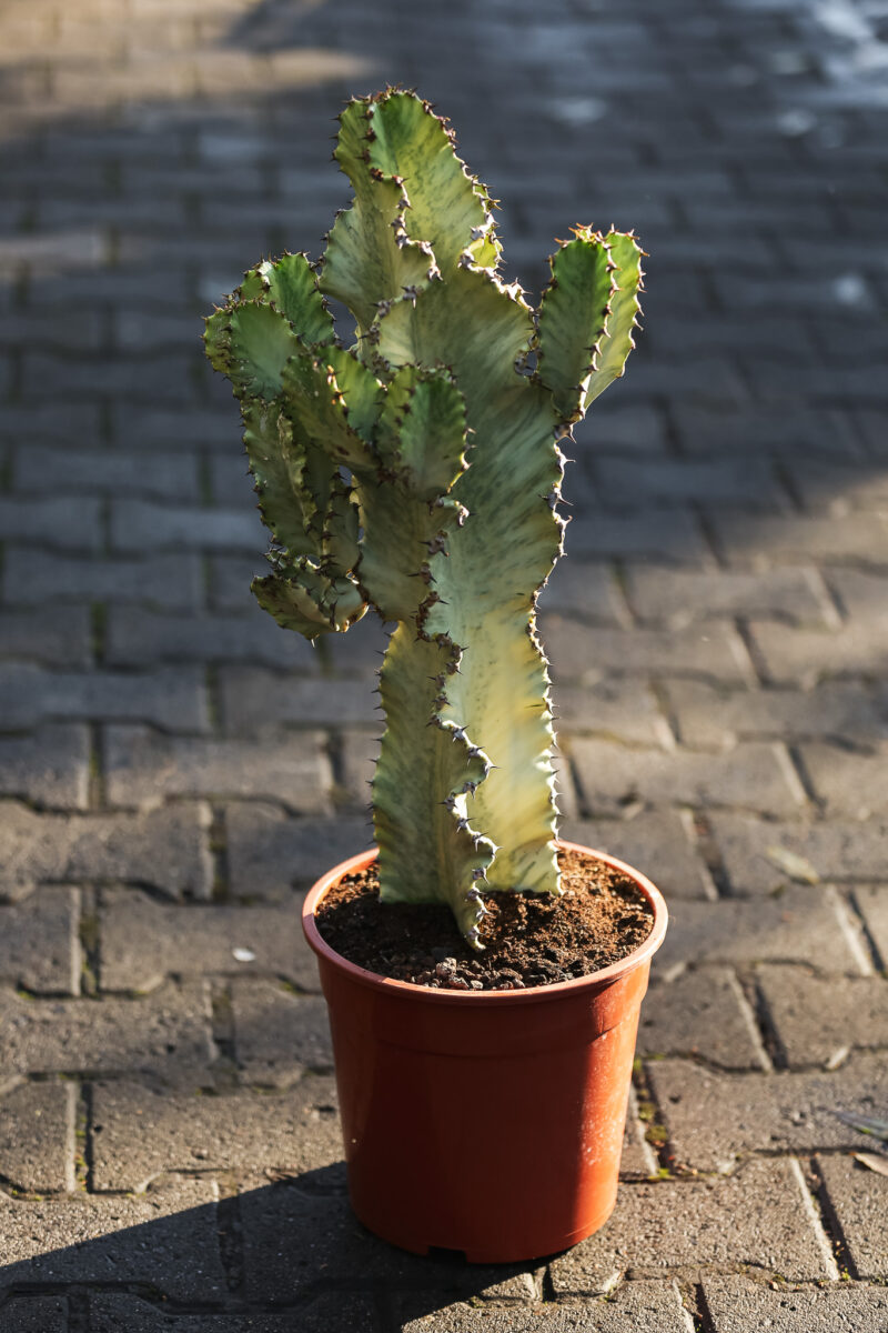 Euphorbia ingens ‘Variegata’