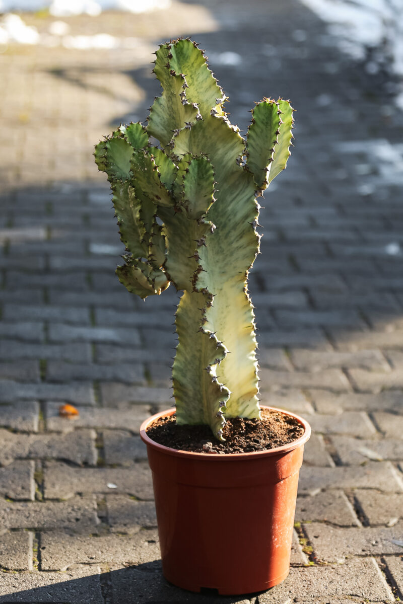 Euphorbia ingens ‘Variegata’