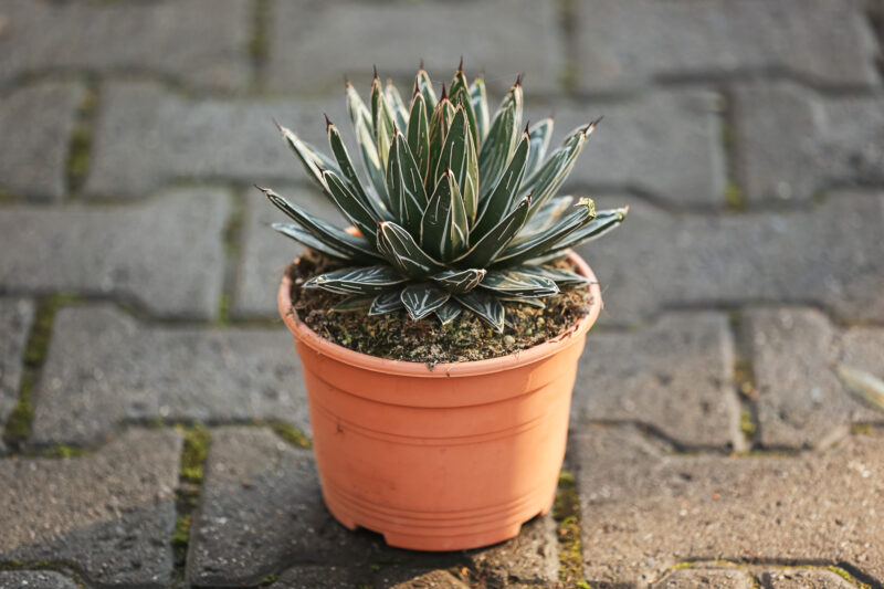 Agave victoriae-regina