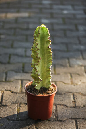 Euphorbia ingens ‘Variegata’