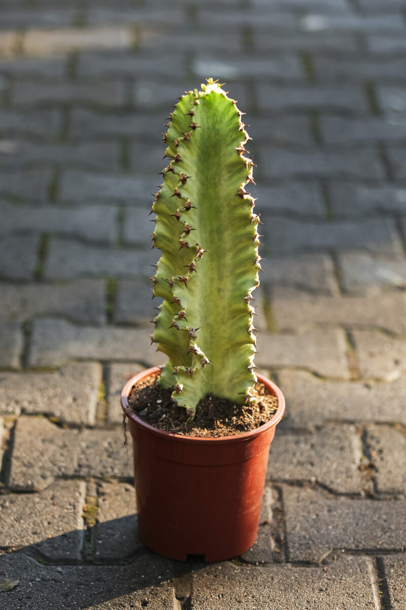 Euphorbia ingens ‘Variegata’