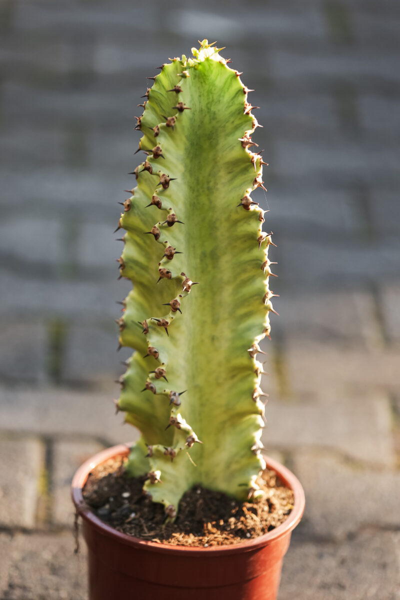 Euphorbia ingens ‘Variegata’