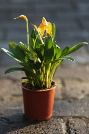 Pomarańczowa Masdevallia Orchid