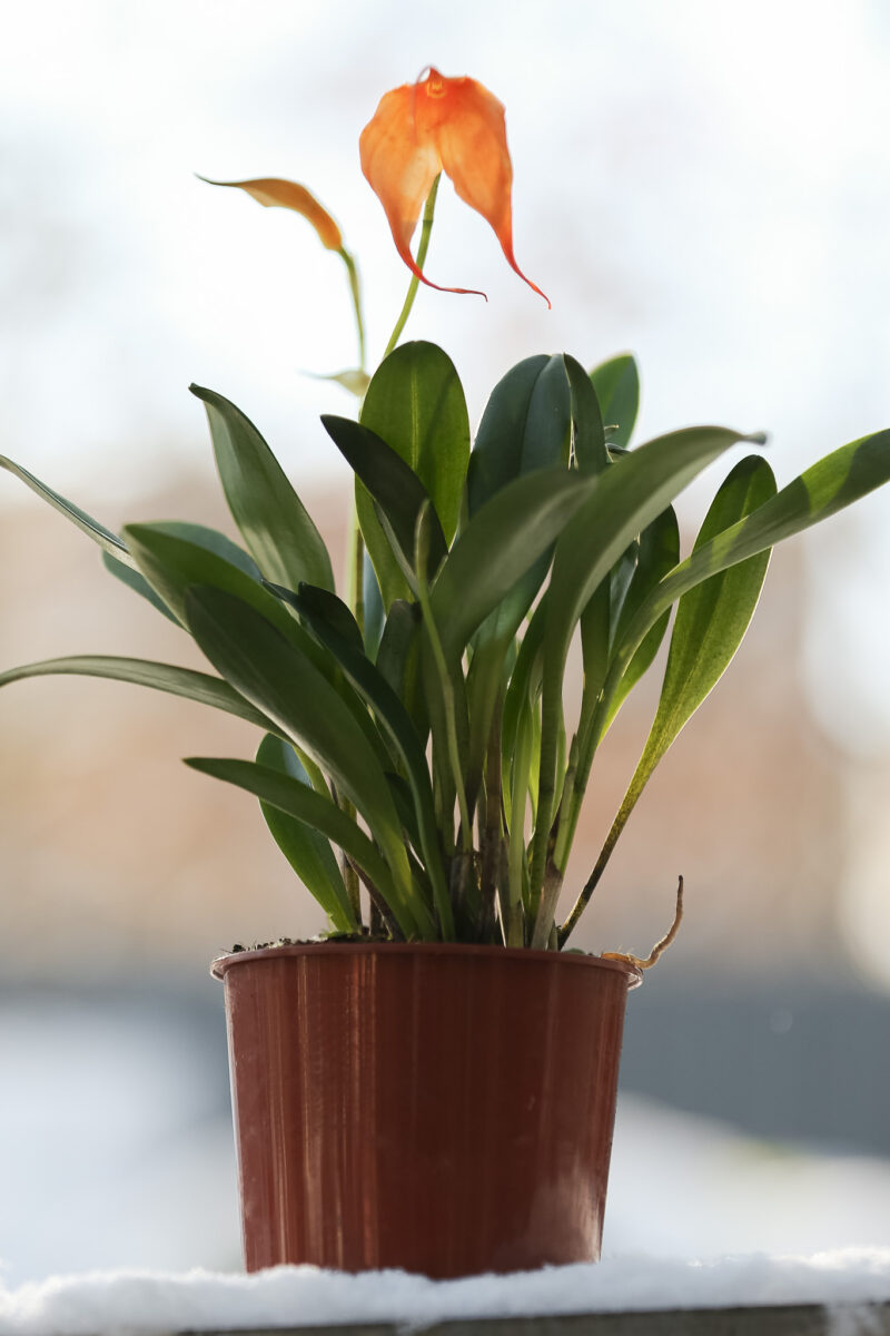 Pomarańczowa Masdevallia Orchid