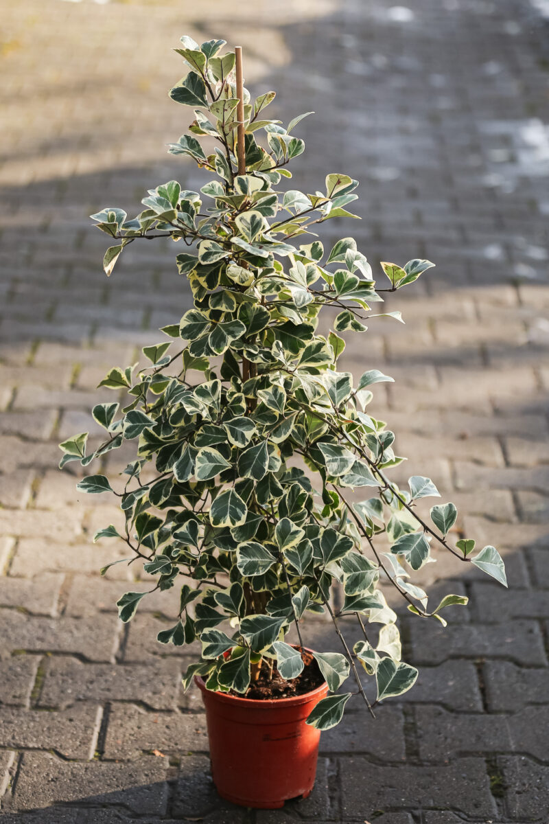 Fikus triangularis sweetheart