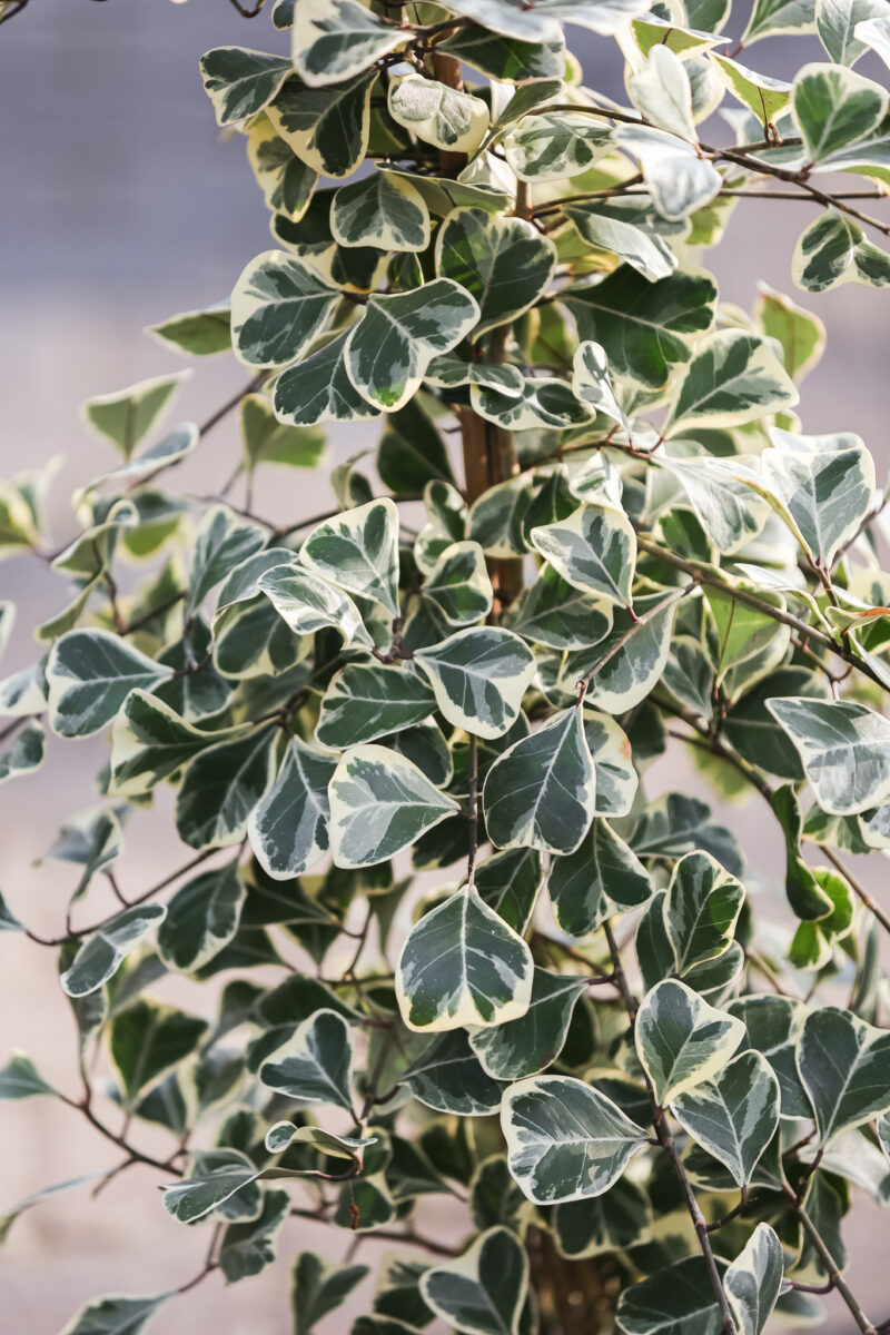 Fikus triangularis sweetheart