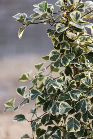 Fikus triangularis sweetheart