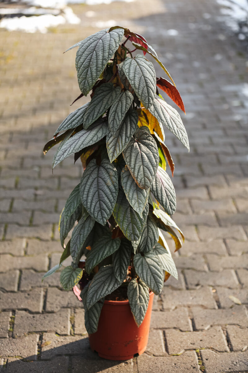 Cissus discolor violet