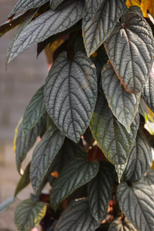 Cissus discolor violet
