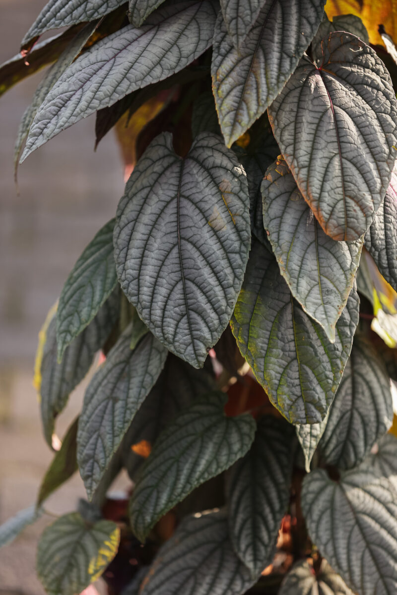 Cissus discolor violet