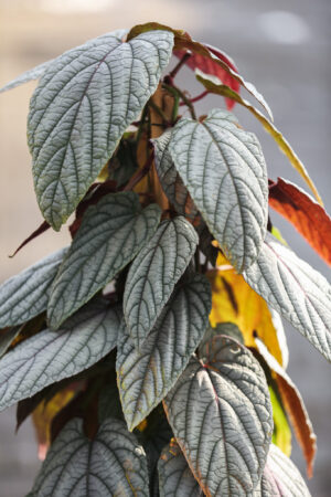 Cissus discolor violet