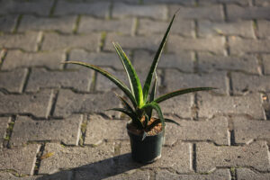Sansevieria trifasciata Megan