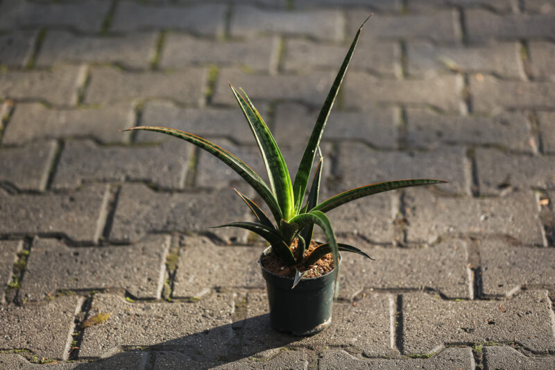 Sansevieria trifasciata Megan