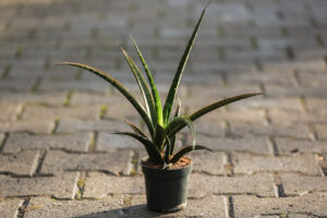 Sansevieria trifasciata Megan