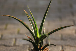 Sansevieria trifasciata Megan