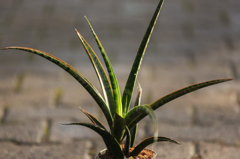 Sansevieria trifasciata Megan