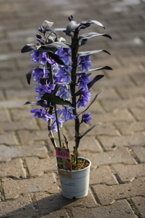 Dendrobium nobile Star Class Apollon