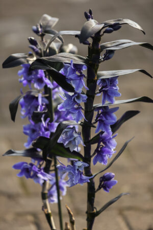 Dendrobium nobile Star Class Apollon