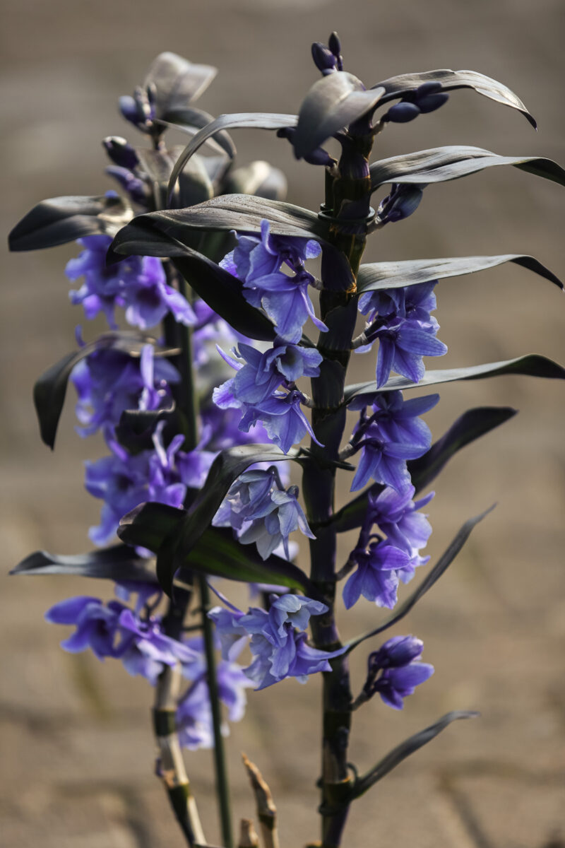 Dendrobium nobile Star Class Apollon Dendrobium nobile Star Class Apollon