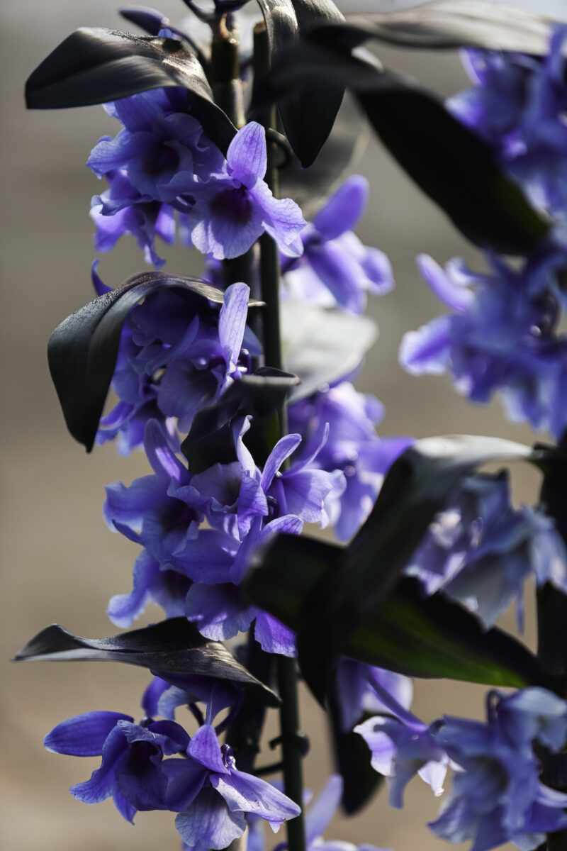 Dendrobium nobile Star Class Apollon