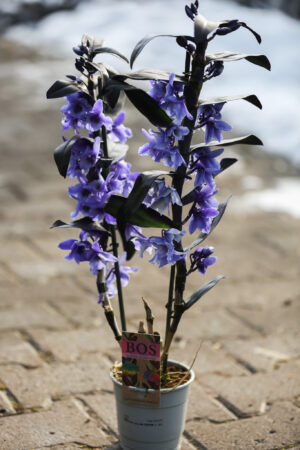 Dendrobium nobile Star Class Apollon