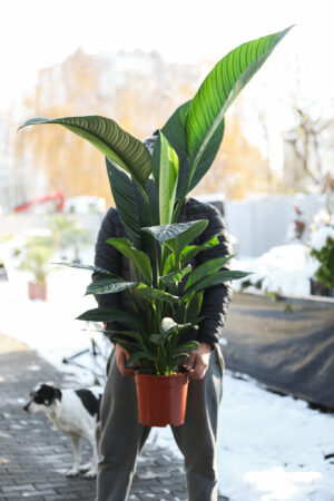 Spathiphyllum ‘Sensation’ | Skrzydłokwiat