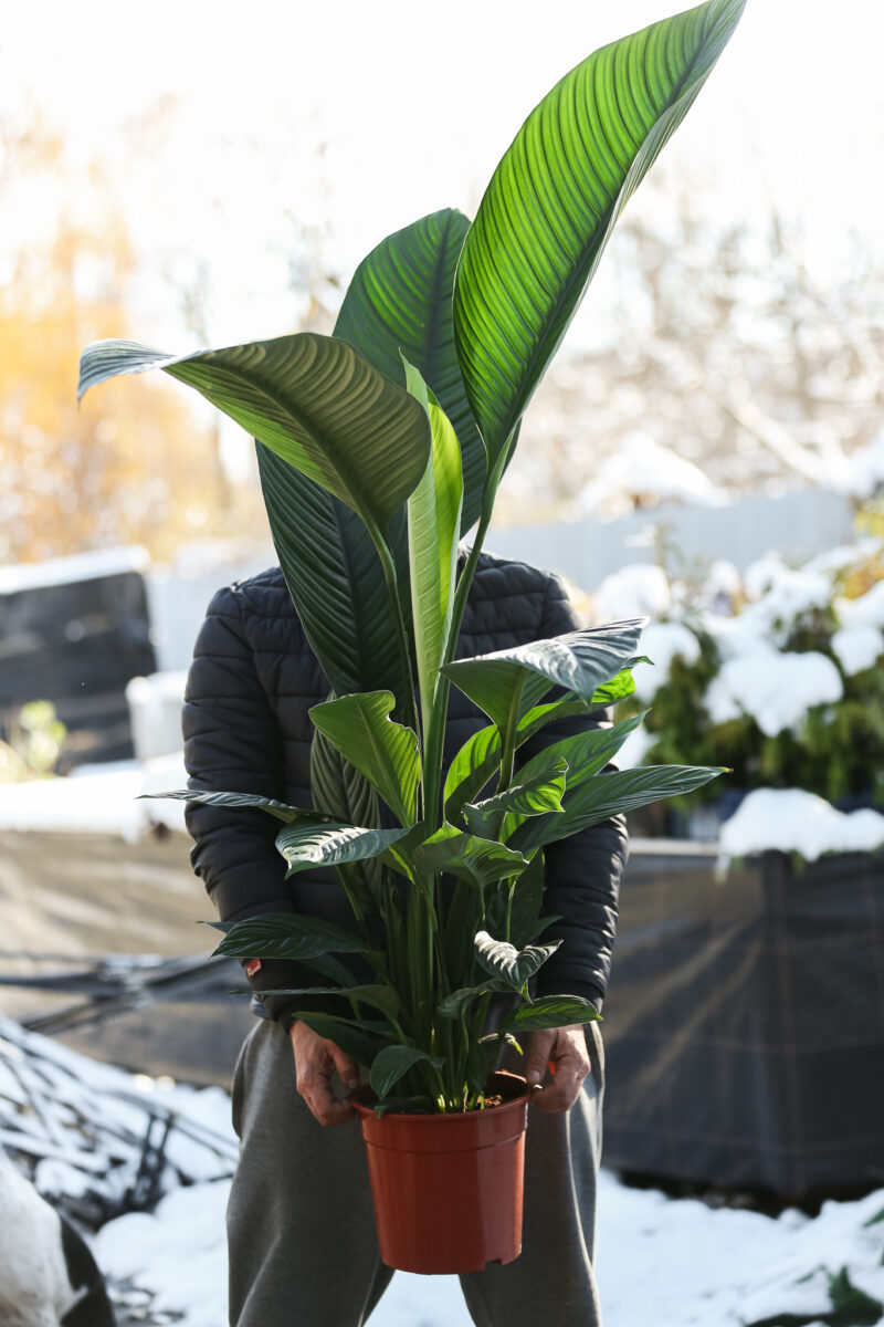 Spathiphyllum ‘Sensation’ | Skrzydłokwiat